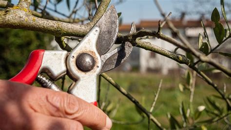 Istituto di Istruzione Superiore Lazzaro Spallanzani | Corso di Potatura 2024-2025